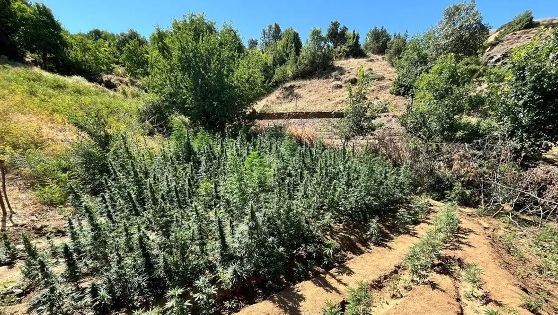 bingol-de-bin-651-kok-kenevir-bulundu