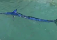 mavi-yelken-baligi-zipkinla-vuruldu