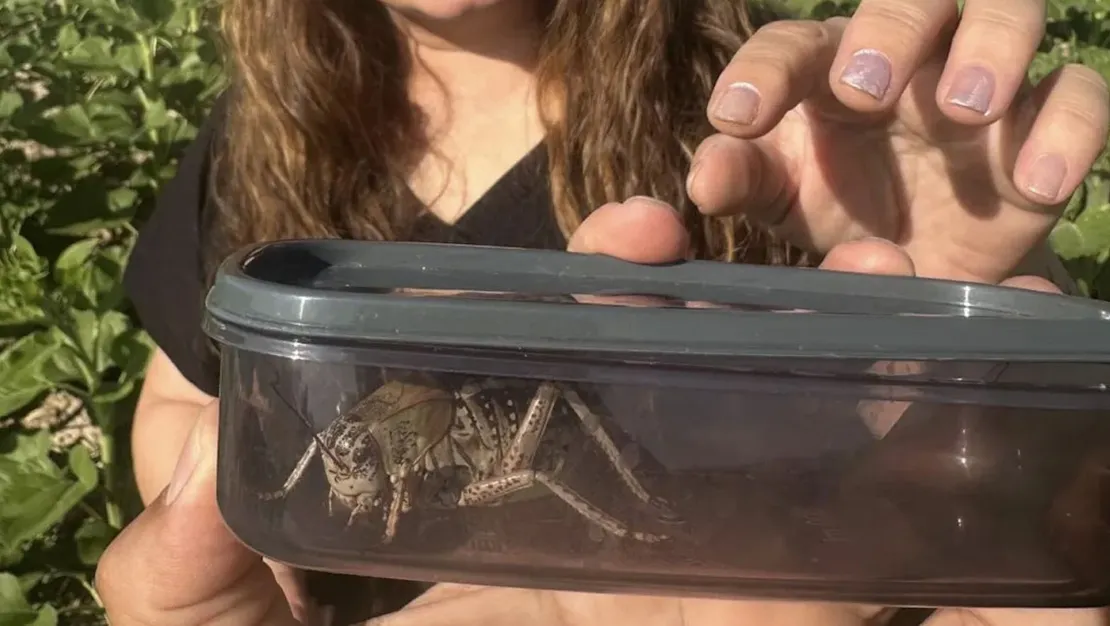 kirsehir-de-yamyam-tombul-cekirge-gozlemlendi