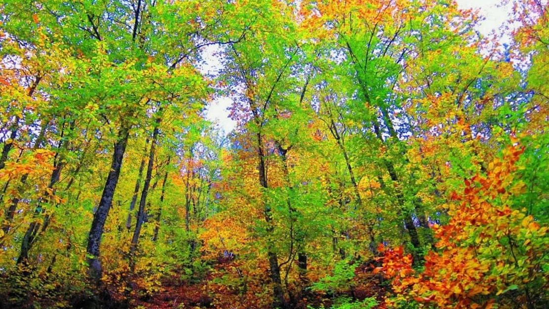 ormana-girisler-yasaklandi-2025-e-kadar