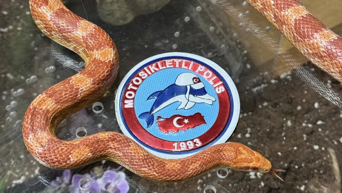 istanbul-da-zehirli-yilan-ele-gecirildi