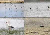 gocmen-kuslar-igdir-da-konakliyor