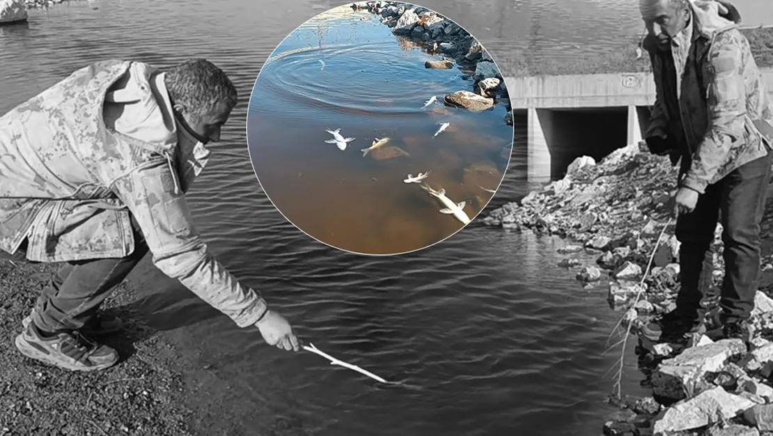 gaziantep-te-su-kanalinda-olu-baliklar-bulundu