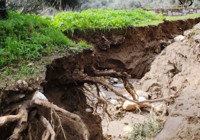 aydin-ilyasdere-mahallesi-nde-taskin-zeytinlikleri-vurdu