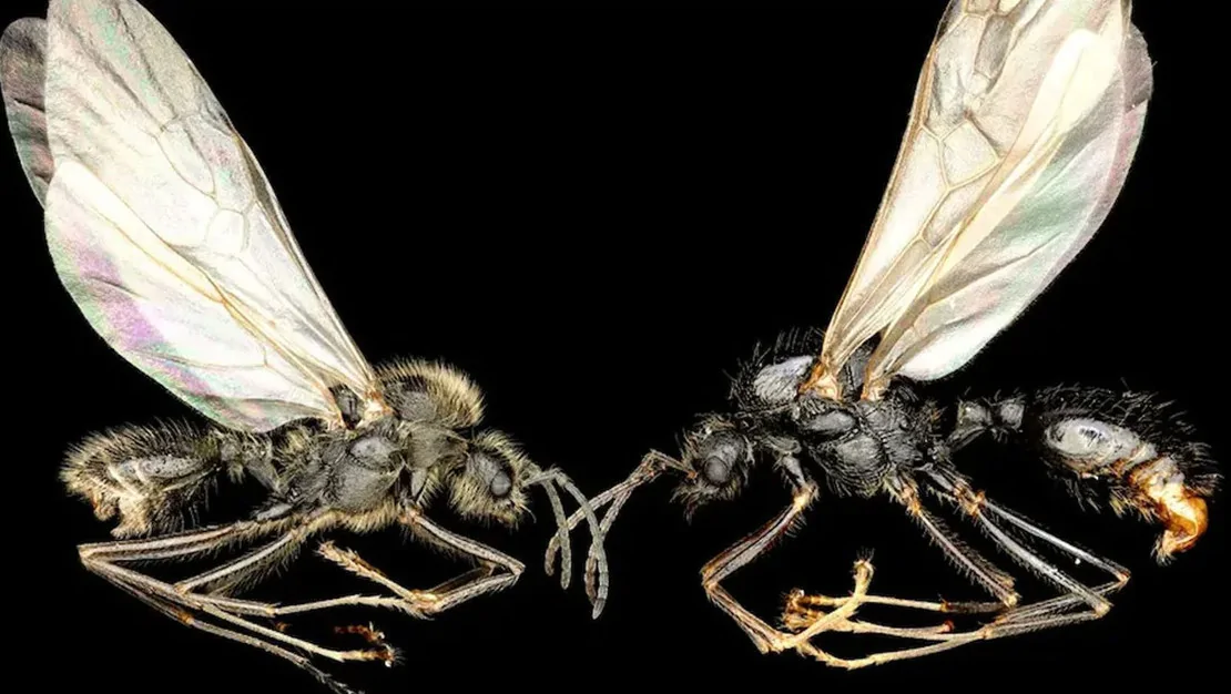 yeni-tur-klonlama-kesfi-aciklandi