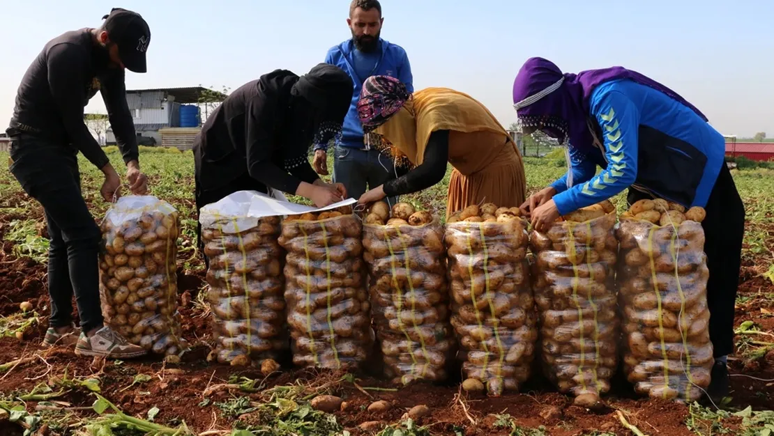 adana-da-patates-hasadi-basladi