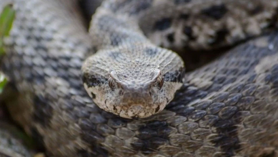 osmanli-engeregi-cankiri-da-ilk-kez-kayit-altina-alindi