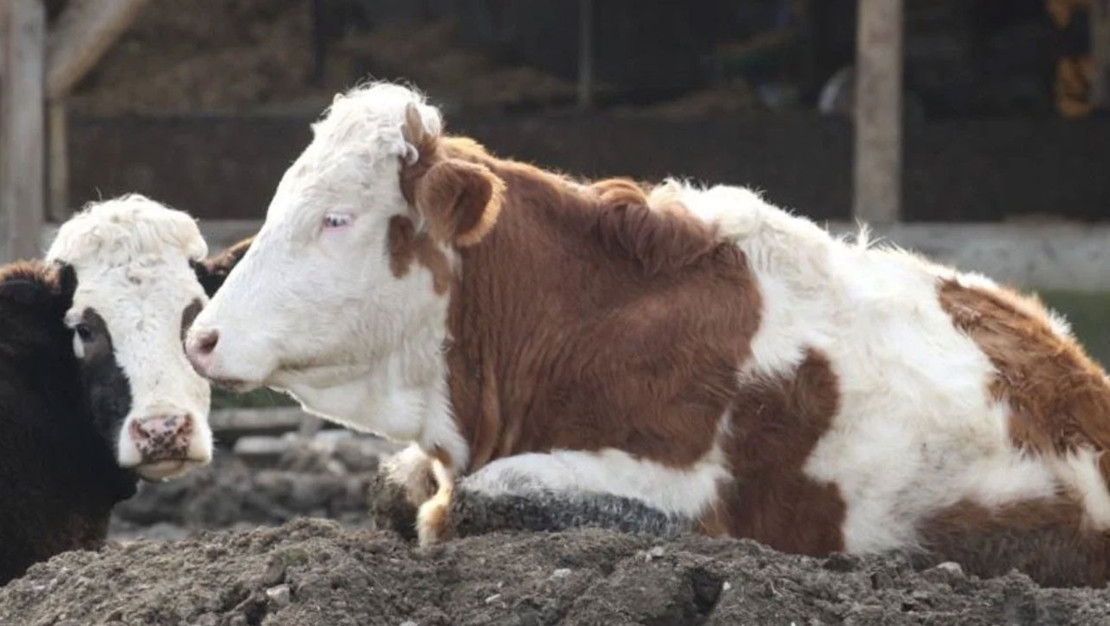 guney-afrika-da-sap-hastaligi-icin-ulusal-afet-ilani