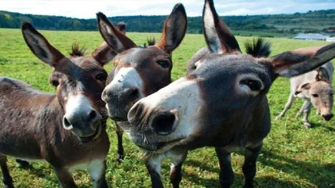 tuik-verileri-at-esek-ve-katir-sayisinda-dusus