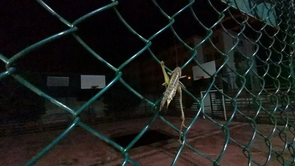 Arnavutköy’de çekirge paniği