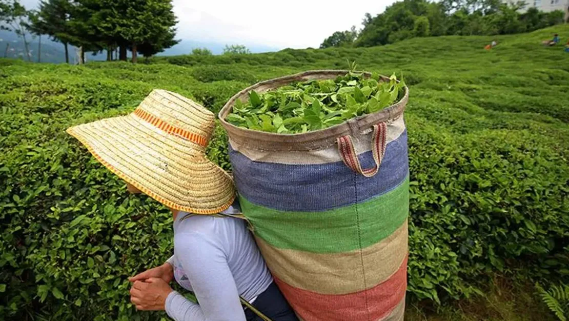 yas-cay-fiyati-aciklandi-t-o-b-duyurdu