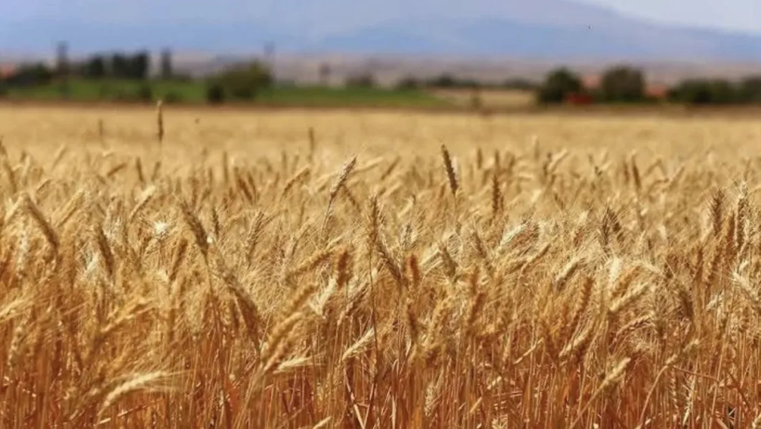 bugdayda-19-milyon-ton-rekolte-bekleniyor