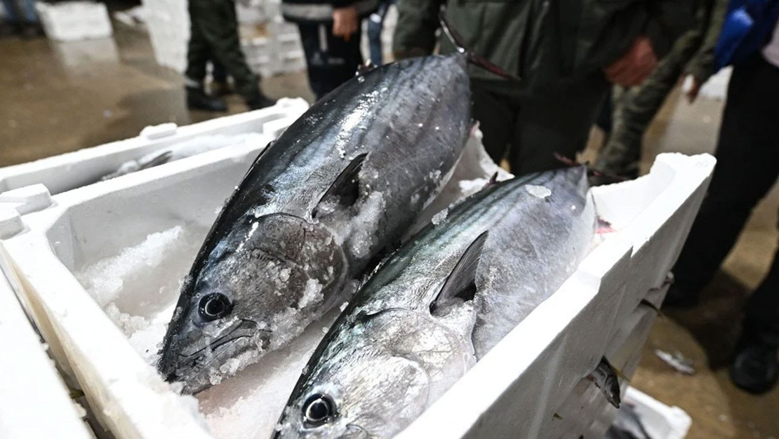 marmara-da-torik-uguru-tekirdagli-balikcilar-denizde