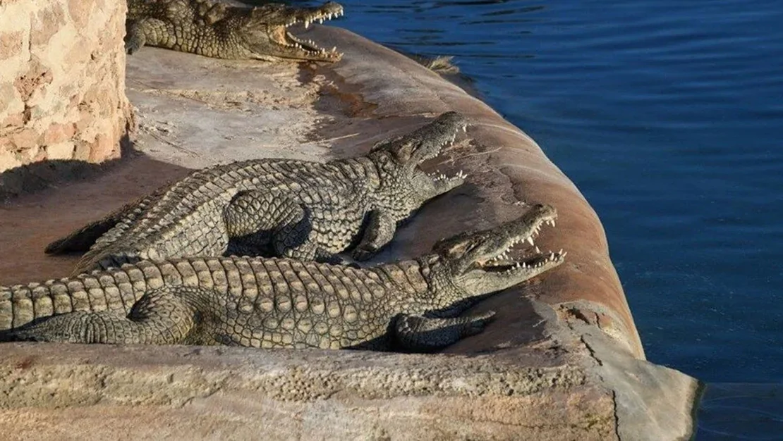 isgal-altindaki-bati-seria-da-timsahlar-aclik-cekiyor