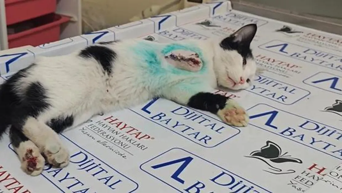 motor-calisinca-yaralanan-kedi-ampute-edildi