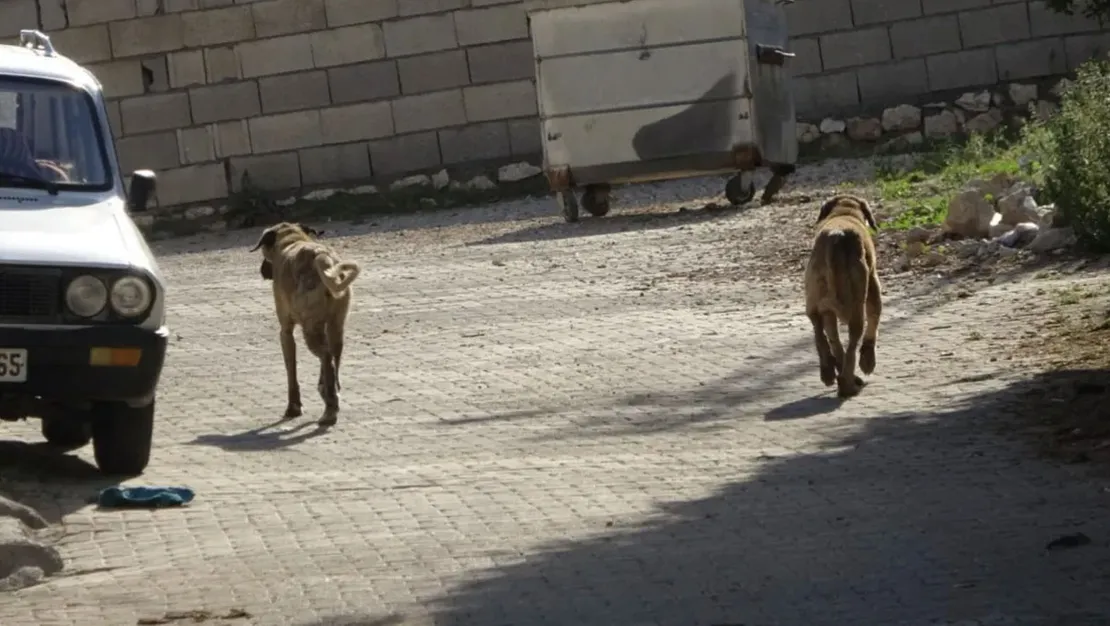 kastamonu-da-kopekler-22-tavugu-telef-etti