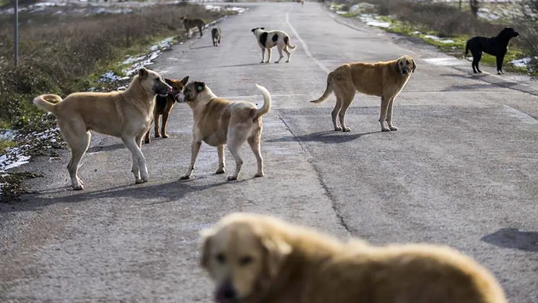 aym-sokak-hayvanlari-kanunu-nu-reddetti