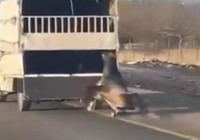 kamyonetin-arkasina-baglanan-atin-suruklenmesi