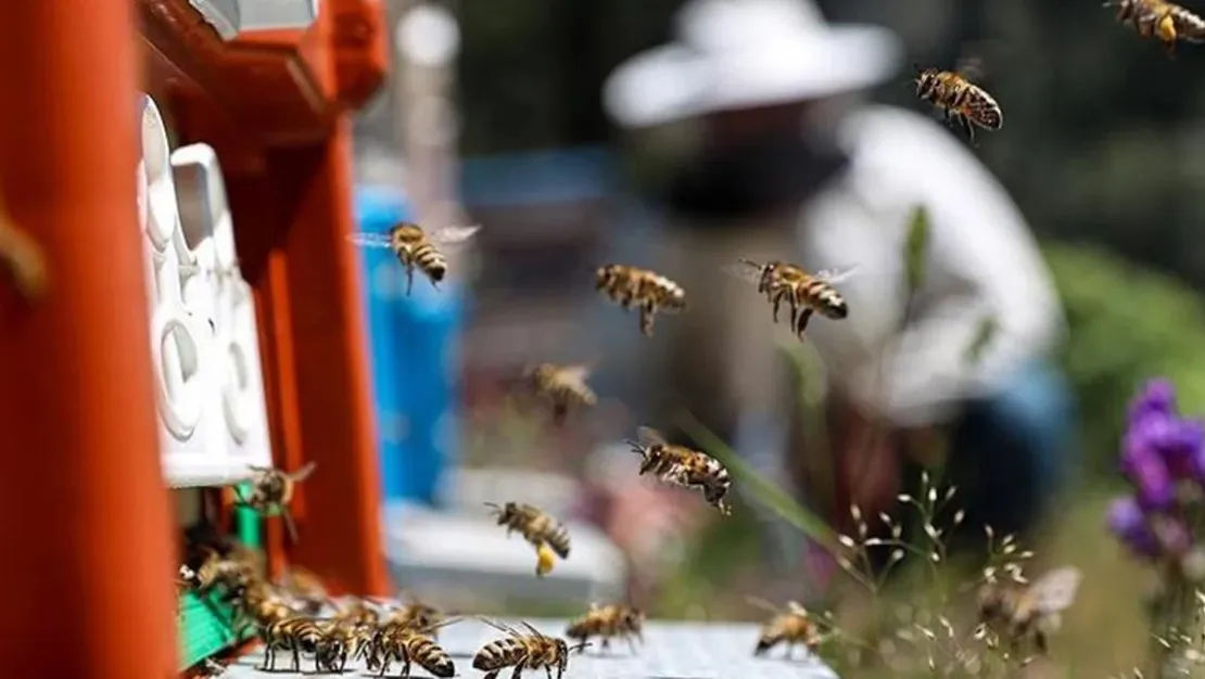 bal-arilari-doganin-sessiz-emekcileridir