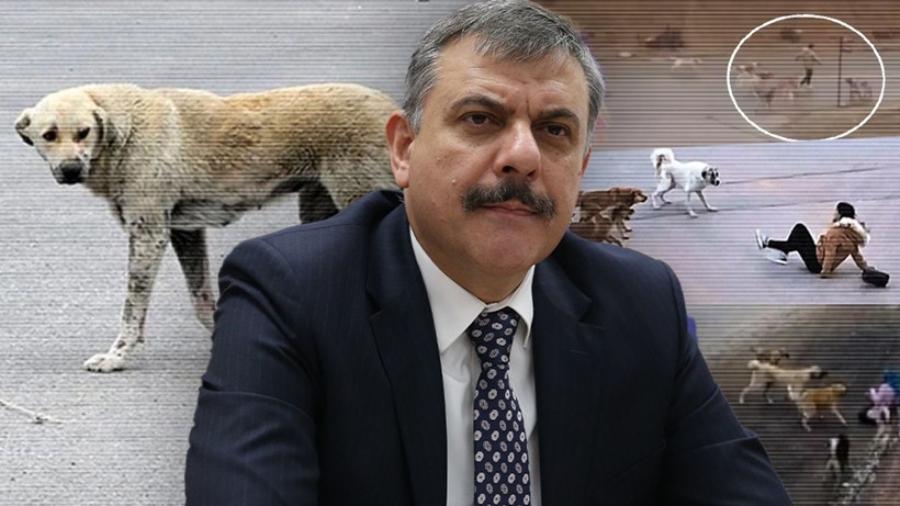 bakan-ciftci-sokak-kopekleri-ekim-ayinda-toplanacak