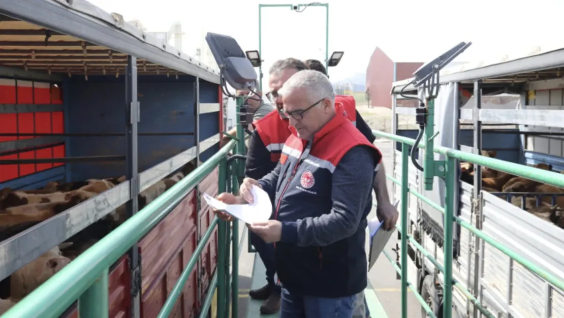 kurbanlik-hayvan-sevkiyati-basladi