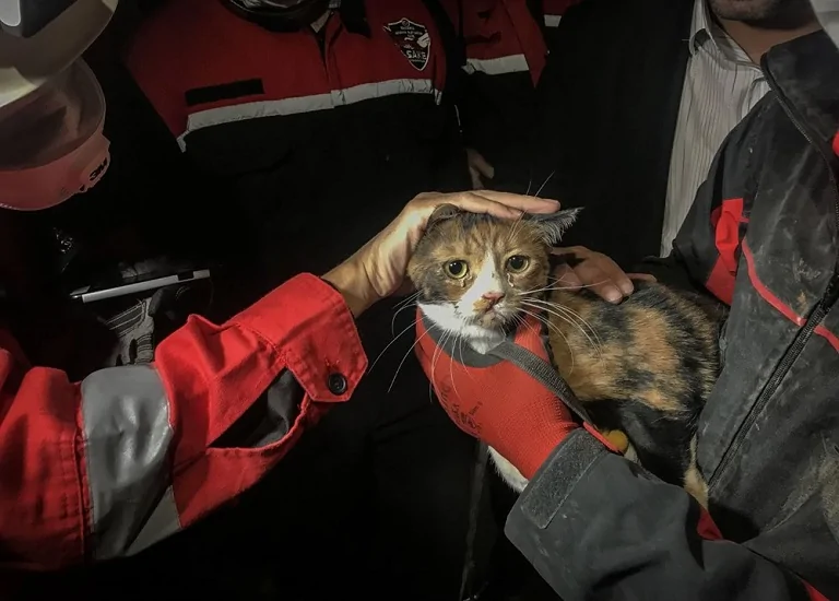 K-9 köpeği enkazdan kedi kurtardı