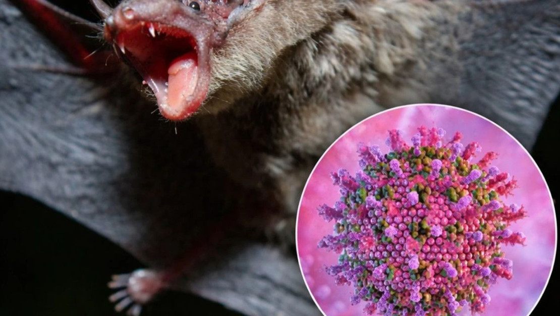 kazakistan-nipah-virusu-icin-sinir-saglik-tedbirlerini-artirdi