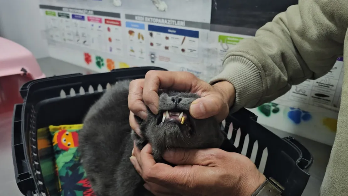 kedinin-disi-icin-6-bin-lira