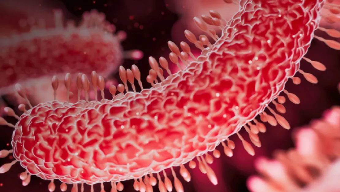 et-yiyen-bakteri-geri-donuyor-19-can-aldi