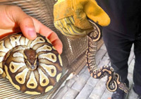 konya-da-asayis-kontrolunde-yavru-piton-ele-gecirildi