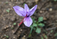 safran-yetistiriciligi-15-kasim-a-kadar-surecek