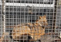 cakal-kocatepe-camisi-ne-sigindi