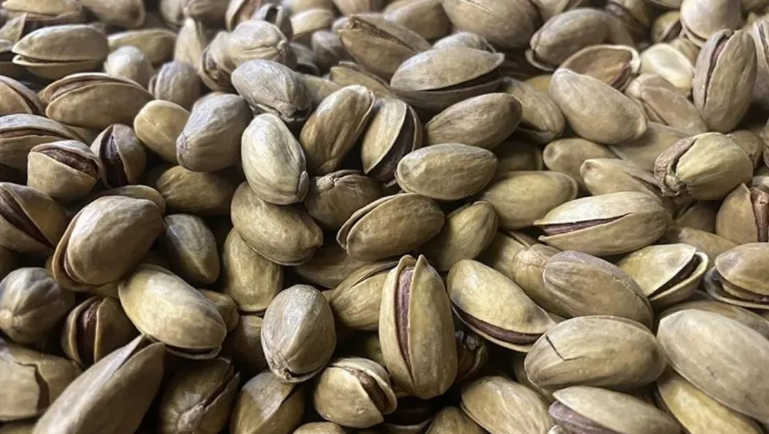 guneydogu-anadolu-da-fistik-uretimi-zirvede