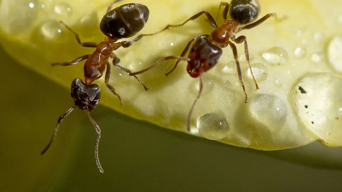 kenya-da-2-belcikali-karinca-yakalandi