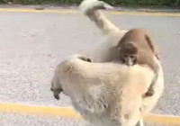 uludag-yolunda-maymunlu-kopek-goruntulendi