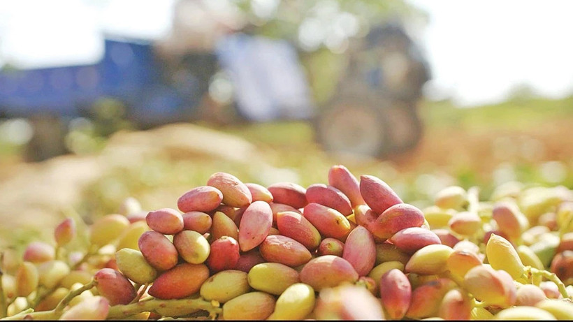 fistik-fiyatlari-son-sekiz-yilin-zirvesine-ulasti