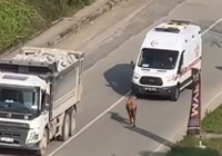 inek-caddeye-cikip-suruculere-zor-anlar-yasatti