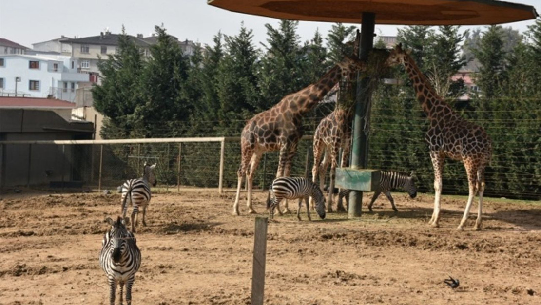 darica-hayvanat-bahcesi-kapanma-karari-aldi