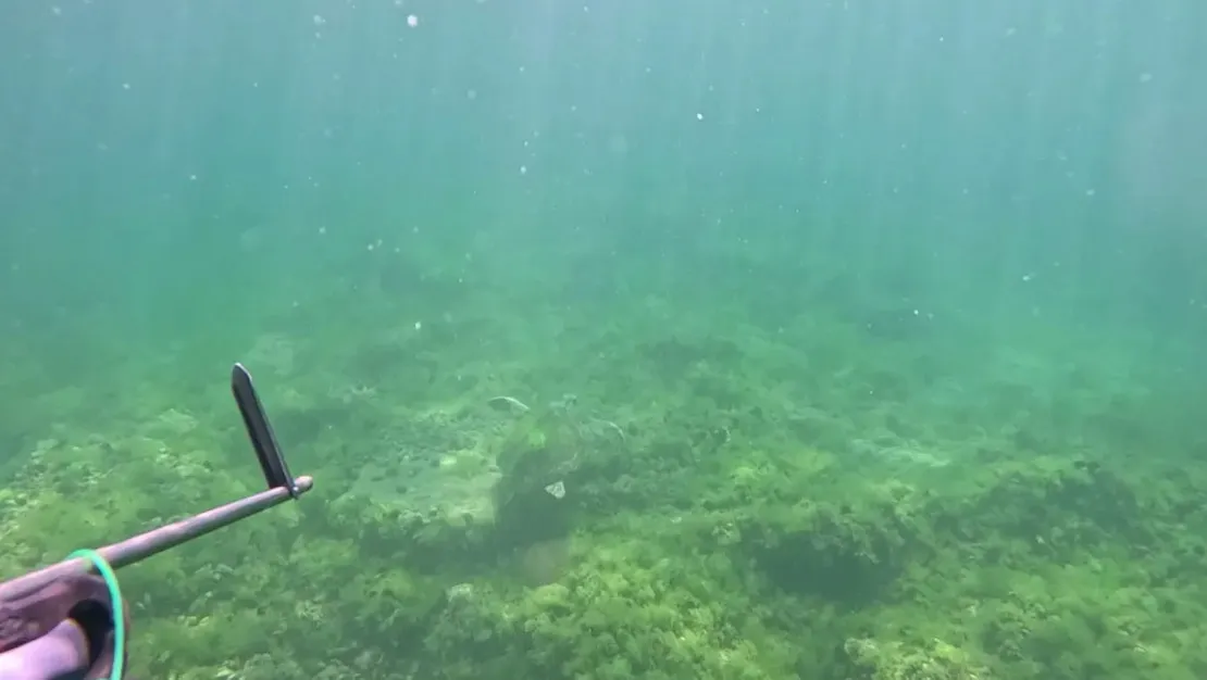 marmara-denizi-nde-caretta-caretta-goruntulendi