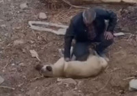 kopegi-kalp-masajiyla-hayata-dondurdu