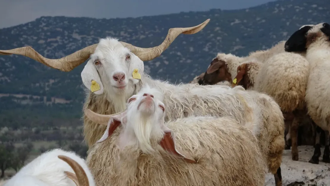 ispartali-coban-kurtlardan-sikayetci-6-hayvan-kaybetti