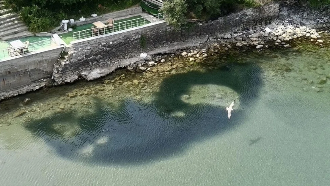 karadeniz-de-baliklar-kiyiya-vurdu