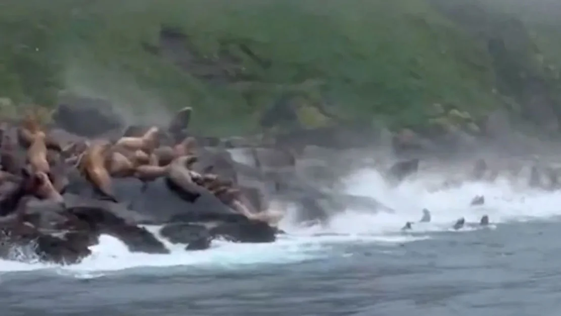 foklar-tsunami-nedeniyle-paniklediler