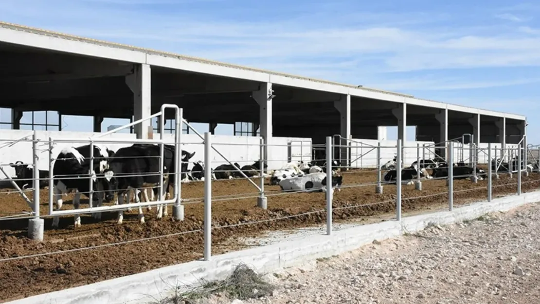 aksaray-da-gunluk-3-ton-sut-uretimi