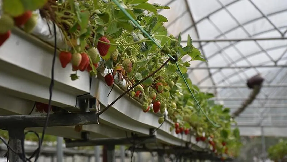 muhasebeciligi-birakip-topraksiz-cilek-yetistiriyor