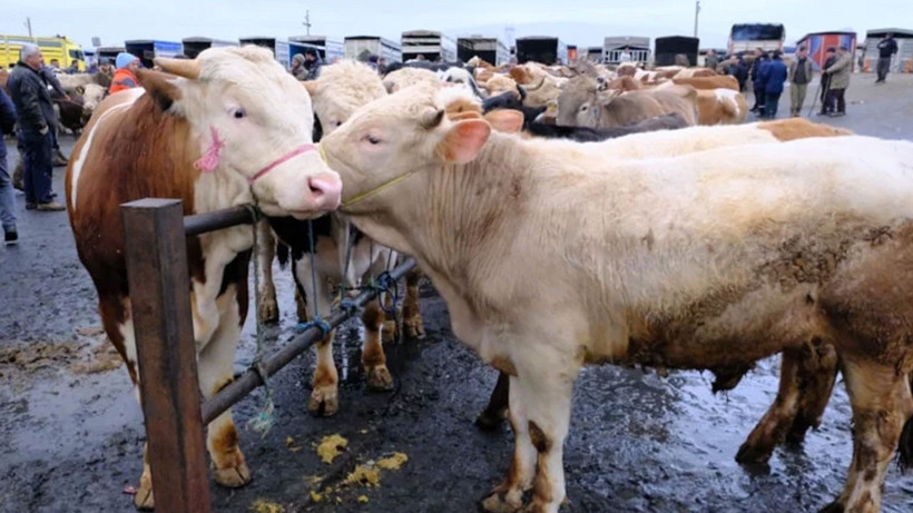 turkiye-nin-en-buyuk-canli-hayvan-pazarinda-yogunluk-artiyor