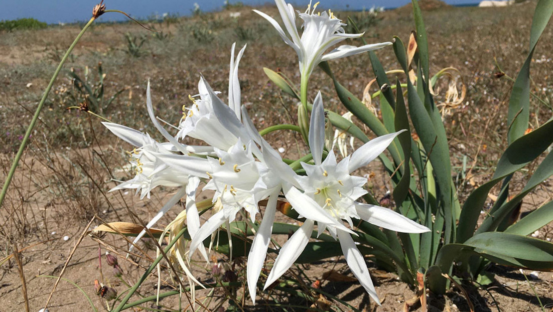 mersin-valisi-kum-zambaklarinin-cezasi-2-8-milyon-lira