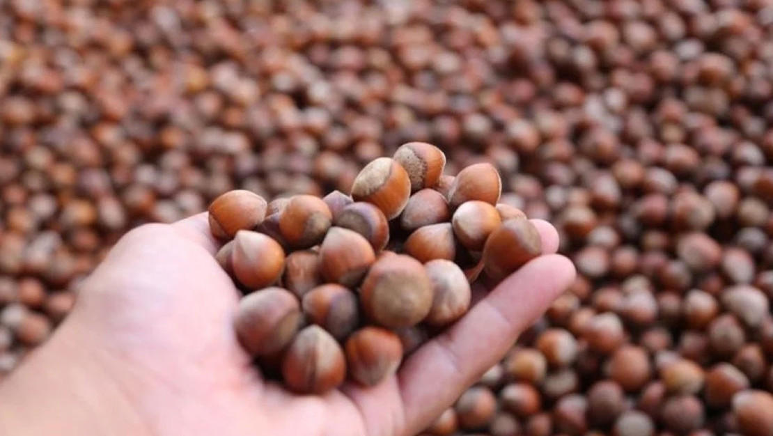 turkiye-nin-2025-findik-ihracatinda-almanya-one-cikti