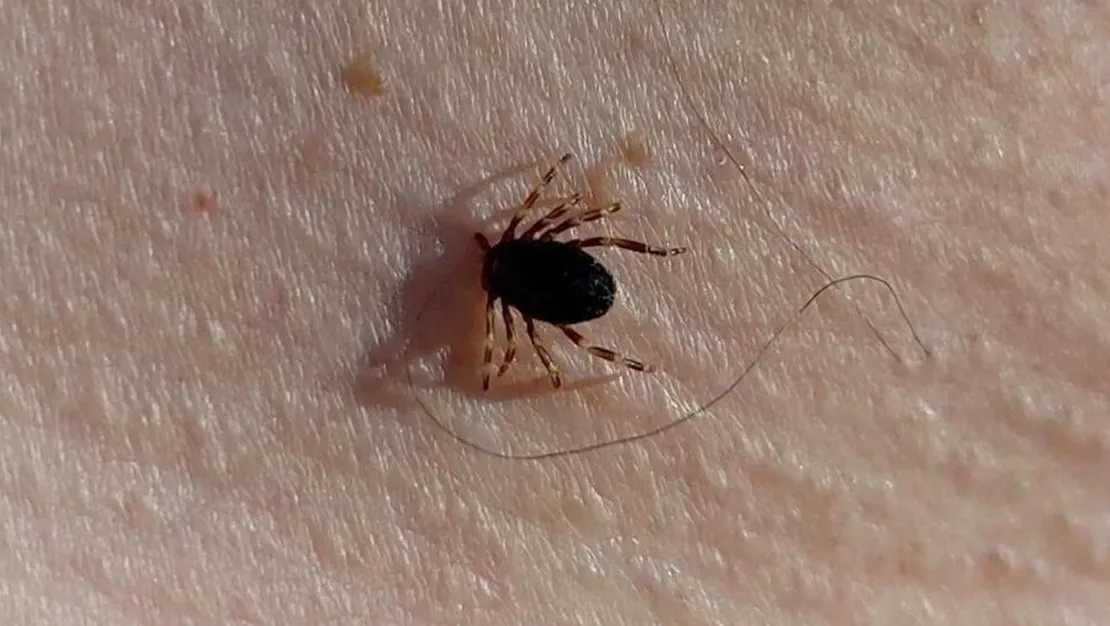 kene-uyarisi-disarida-gece-gecirmeyin