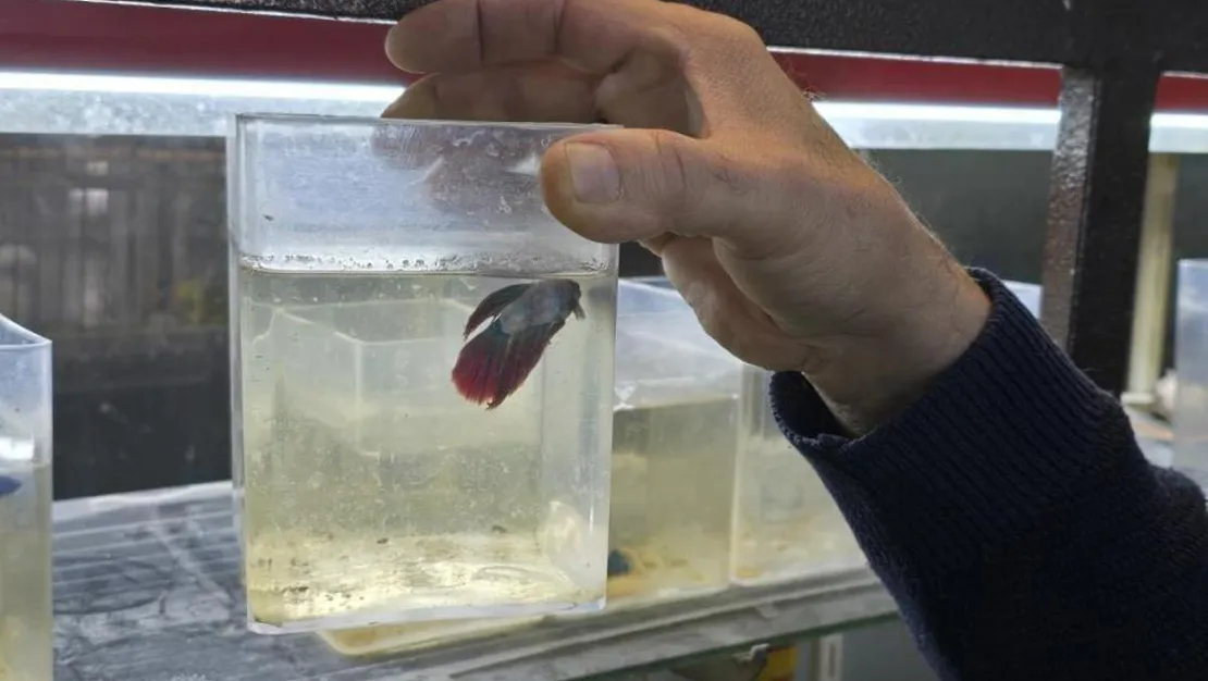 kavgaci-baliklara-ozel-bolmelerde-satis-yapiliyor